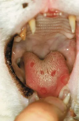 Кальцивирусная инфекция у кошки | Сеть ветеринарных клиник «Ветус»