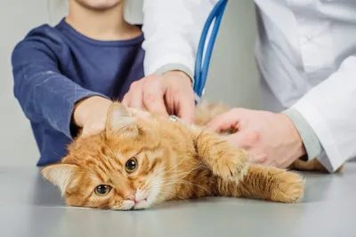 Глисты у кошек: симптомы, диагноз, лечение, профилактика гельминтов,  препараты, первые признаки