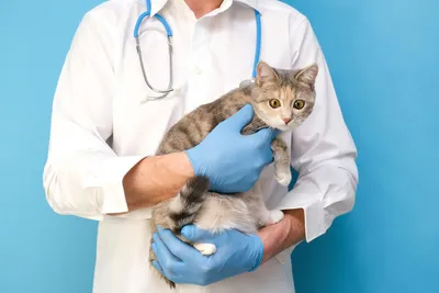 Кальцивироз у кошек - лечение и профилактика | зоомагазин VetaStar