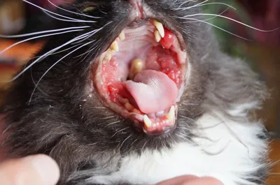 Кальцивироз у кошек 🐱 симптомы, схема лечения, прогнозы