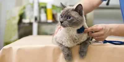 Вакцины для кошек: какие бывают и зачем нужны