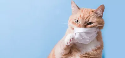 VetPoint ⋆ Домашние кошки – характерные болезни, симптомы, описание