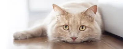 Фото симптомов кальцивироза у кошек в хорошем качестве