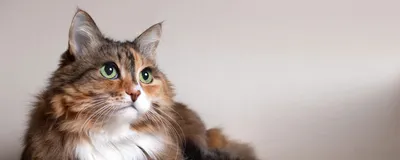 Скачать бесплатные фото симптомов кальцивироза у кошек на всех фонах