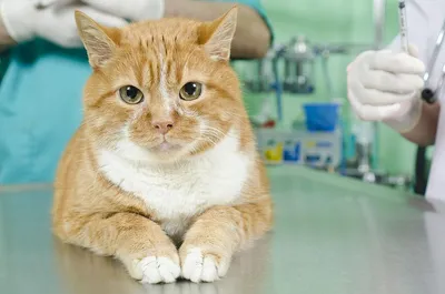 Фото кошки с кальцивирозом для скачивания в png формате