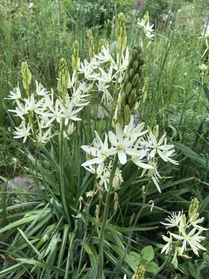 Камассия Лейхтлина Альба (Camassia leichtlinii alba) - купить луковицы и  семена камасии