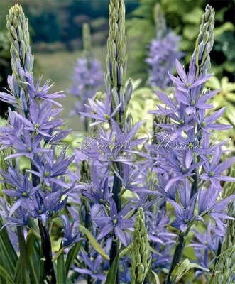 Камассия Лейхтлина Каерулеа / Camassia leichtlinii Caerulea - Луковицы  Камассии - купить недорого камассию в Москве в интернет-магазине Сад вашей  мечты