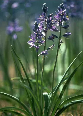 Камассия Лейхтлина Каерулеа / Camassia leichtlinii Caerulea - Луковицы  Камассии - купить недорого камассию в Москве в интернет-магазине Сад вашей  мечты