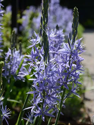 Камассия, Camassia, описание, уход