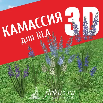 https://planetaflowers.ru/items/kamassiya-semiplena-mahrovaya/