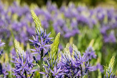 Камассия Лейхтлина Альба / Camassia leichtlinii Alba - Луковицы Камассии -  купить недорого камассию в Москве в интернет-магазине Сад вашей мечты