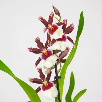 Камбрия орхидея фото фотографии