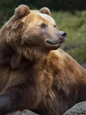 Яркие и живописные фотографии Камчатского медведя