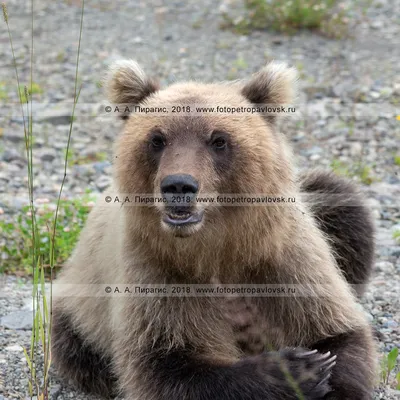Камчатский медведь: самые качественные и красивые снимки