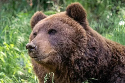 Разные размеры фотографий Камчатского медведя для скачивания