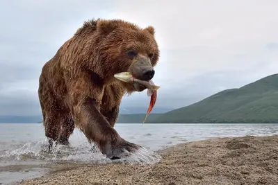 Фото Камчатского медведя: изображения в высоком разрешении