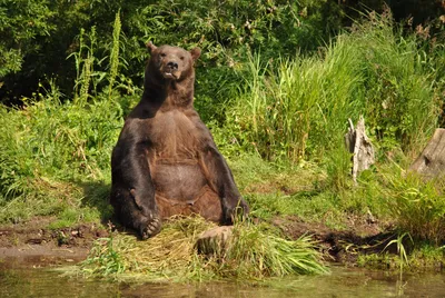 Погрузитесь в мир Камчатского медведя с помощью фотографий