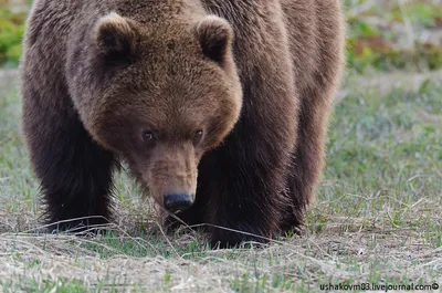 Бесплатно скачивайте фото Камчатского медведя в любом формате