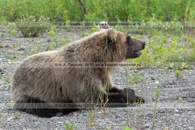 Впечатляющие снимки Камчатского медведя разных размеров