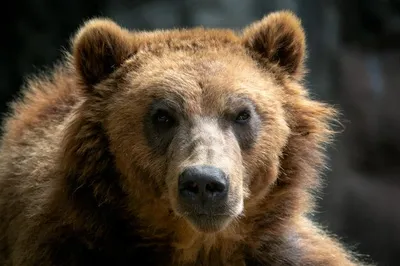 Разнообразие фотографий Камчатского медведя для выбора