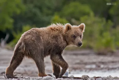 Просто нажмите и скачайте фото Камчатского медведя