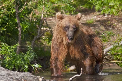 Волшебные моменты с Камчатским медведем: фото в хорошем качестве