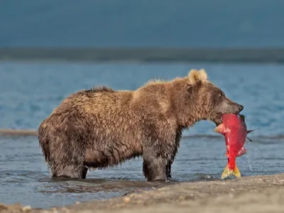 Природный аромат Камчатского медведя в каждом снимке