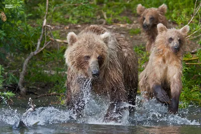 Фотографии Камчатского медведя: погрузитесь в его мир