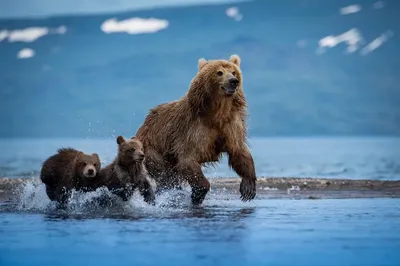 Камчатский медведь в разных ракурсах: фото на все случаи жизни