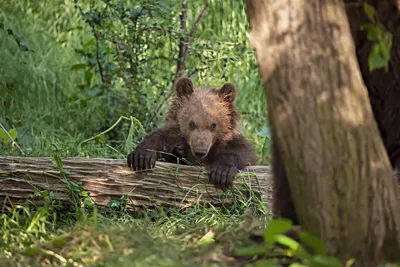 Фото, картинки и изображения Камчатского медведя для свободного использования