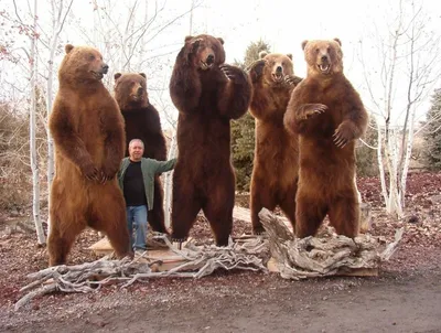 Подберите фото Камчатского медведя в своем любимом формате