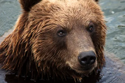 Камчатский медведь: красивые и реалистичные изображения