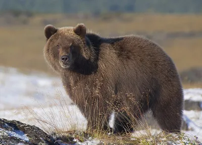 Фото Камчатского медведя: выбирайте размер в зависимости от ваших потребностей