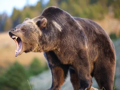 Увидьте Камчатского медведя во всей его славе с помощью фотографий