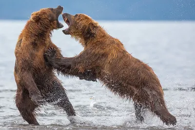 Впечатляющие моменты с Камчатским медведем: коллекция фотографий