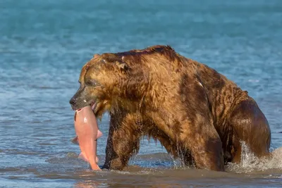 Фото, изображения и картинки Камчатского медведя: скачайте бесплатно