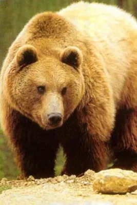 Интригующие фотографии Камчатского медведя в разных форматах