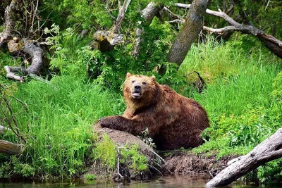 Величественное присутствие Камчатского медведя на вашем экране