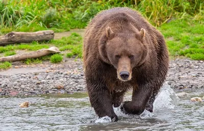 Удивительные фото Камчатского медведя: выбирайте формат для загрузки