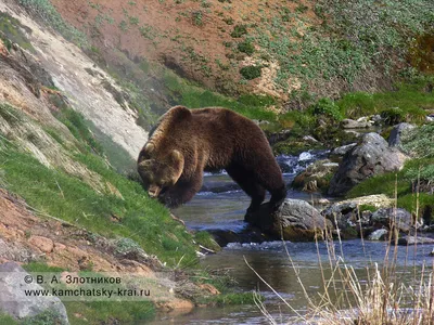 Загадочный Камчатский медведь в фотографиях