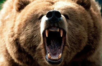 Широкоэкранные фото Камчатского медведя для использования в качестве фона