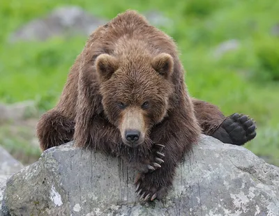 Камчатский медведь: потрясающие фотографии в разных форматах