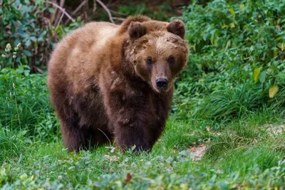 Узнайте больше о Камчатском медведе через его фотографии