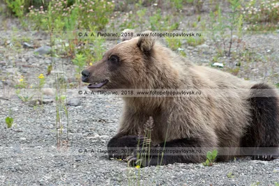 Страничка с фотографиями Камчатского медведя