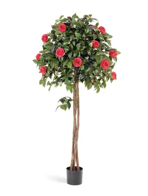 Купить Камелия дерево в Смоленске - ЕвроБукет -Круглосуточная доставка  цветов и букетов В Смоленске