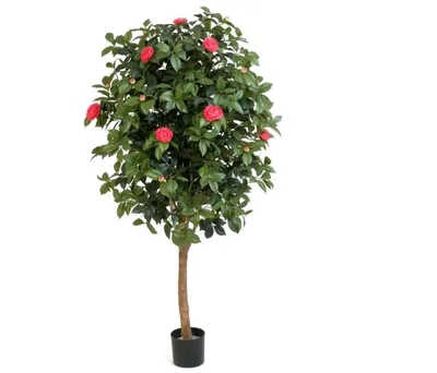 Buy Standard Camellia Tree affordable | Gardens4You.eu