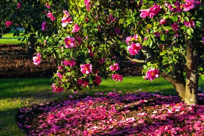 Камелия цветок дерево (75 фото) - фото - картинки и рисунки: скачать  бесплатно