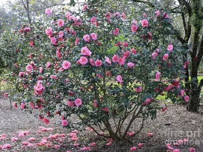 камелия в общественном парке Стоковое Изображение - изображение  насчитывающей флор, романтично: 216906197