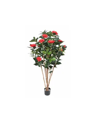 tree form camellia sasanqua | Camelias, Flores, Camelia