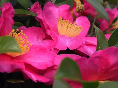 Pink Camellia Tree Jigsaw Puzzle by Carol Groenen - Pixels Puzzles